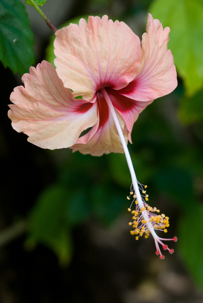 Hibiscus Hibiscus