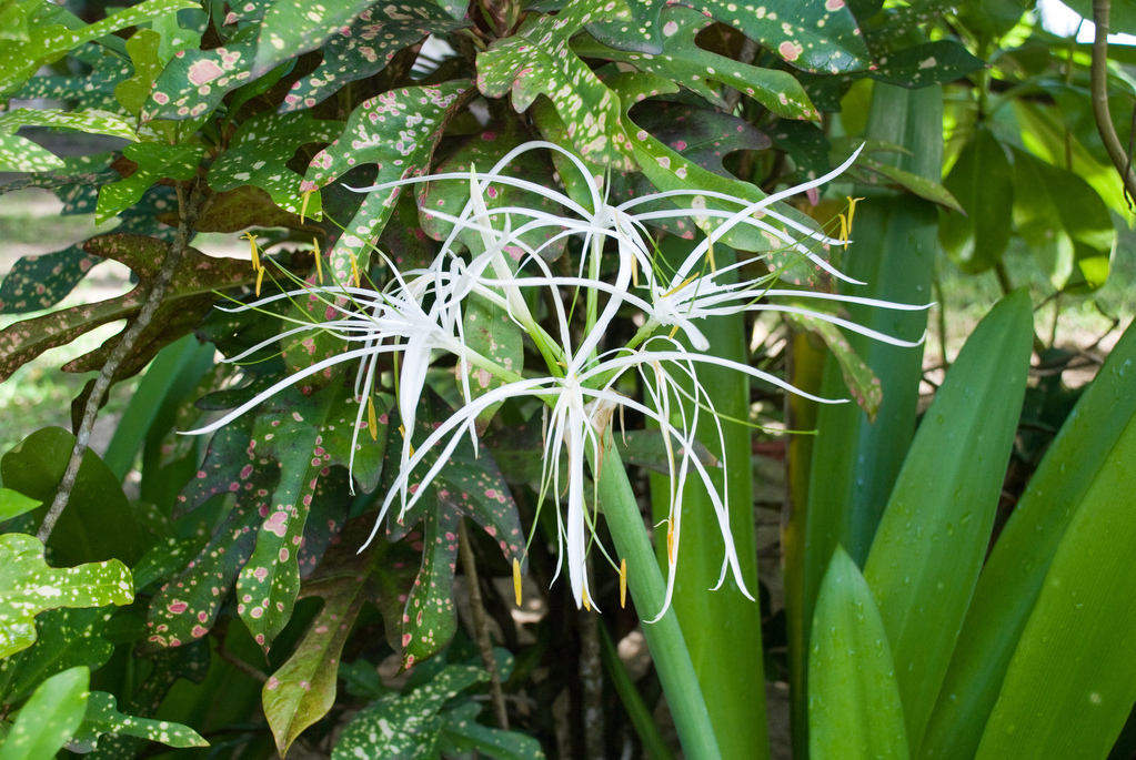 \"Spider\" flowers
