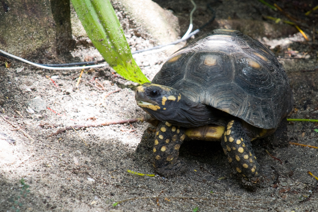 Tortoise