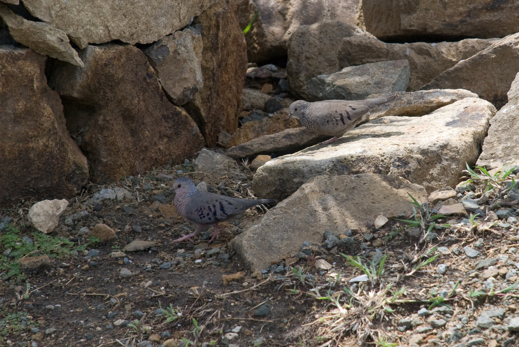 Baby doves?