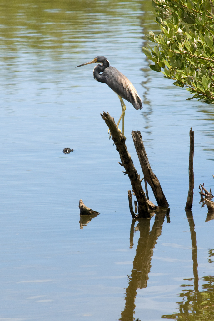 Heron?