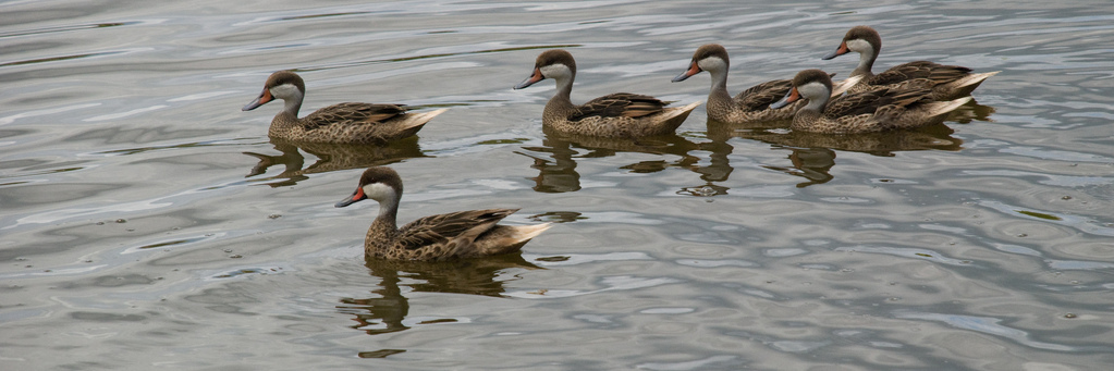 Ducks