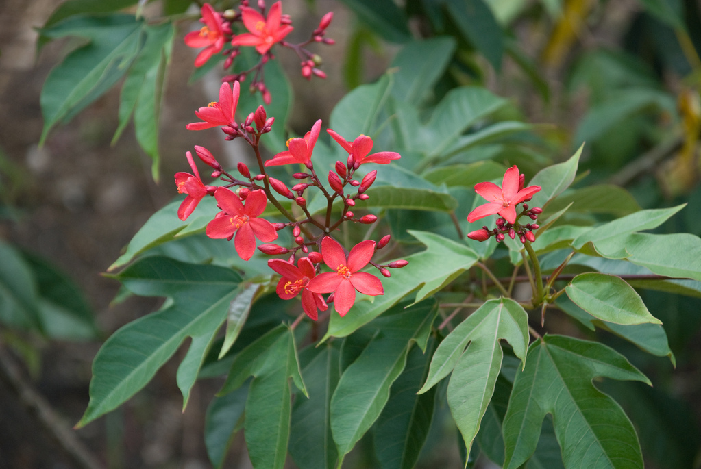 Flowers