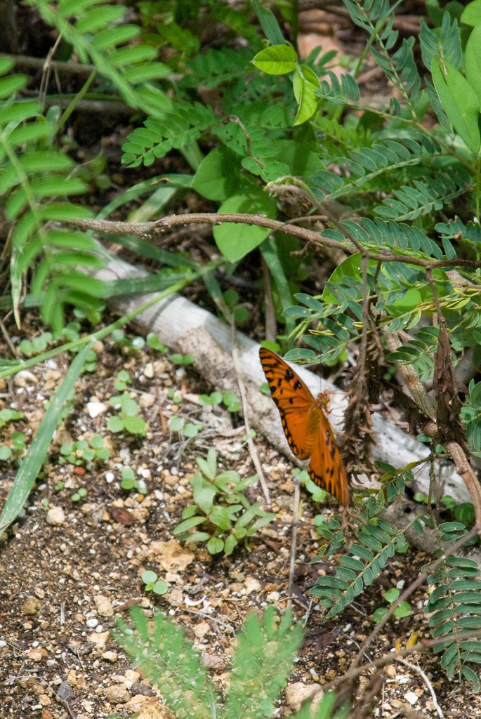 Butterfly Butterfly