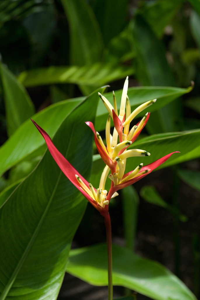 Bird of paradise? Bird of paradise?
