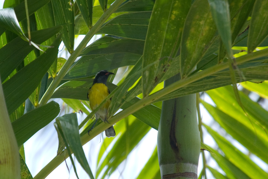 Yellow bird