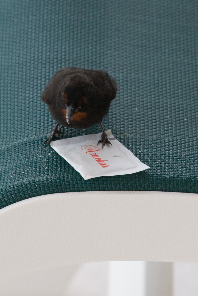 Bird stealing sugar Bird stealing sugar