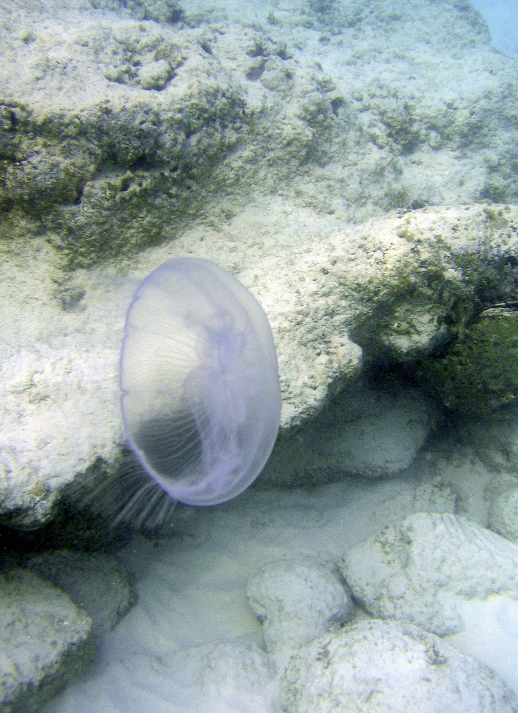 Jellyfish Jellyfish