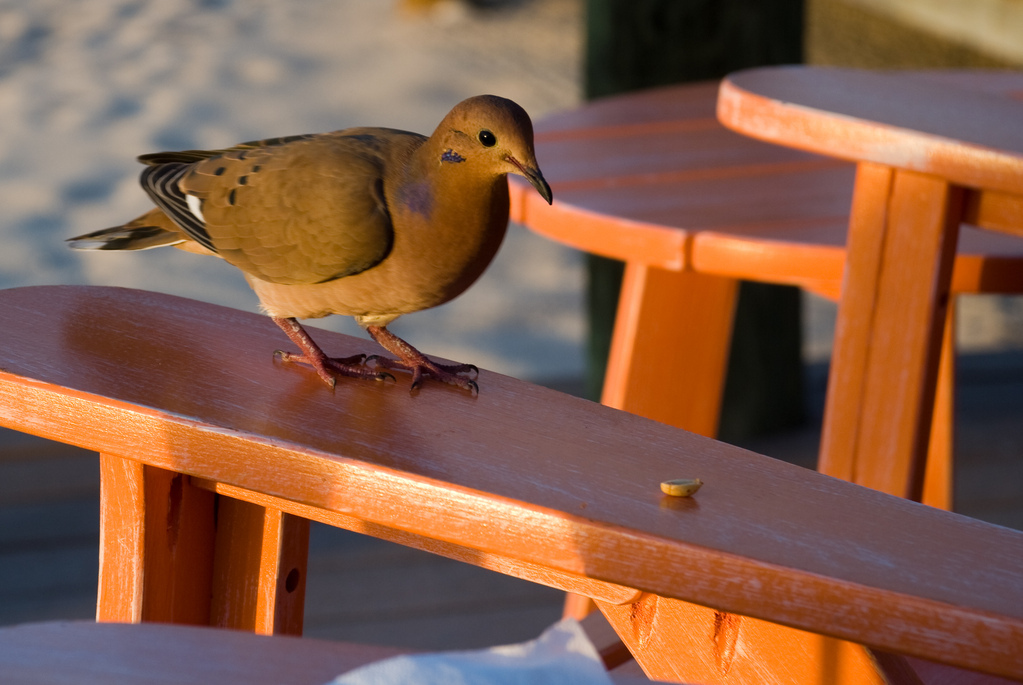 Mourning dove with peanut