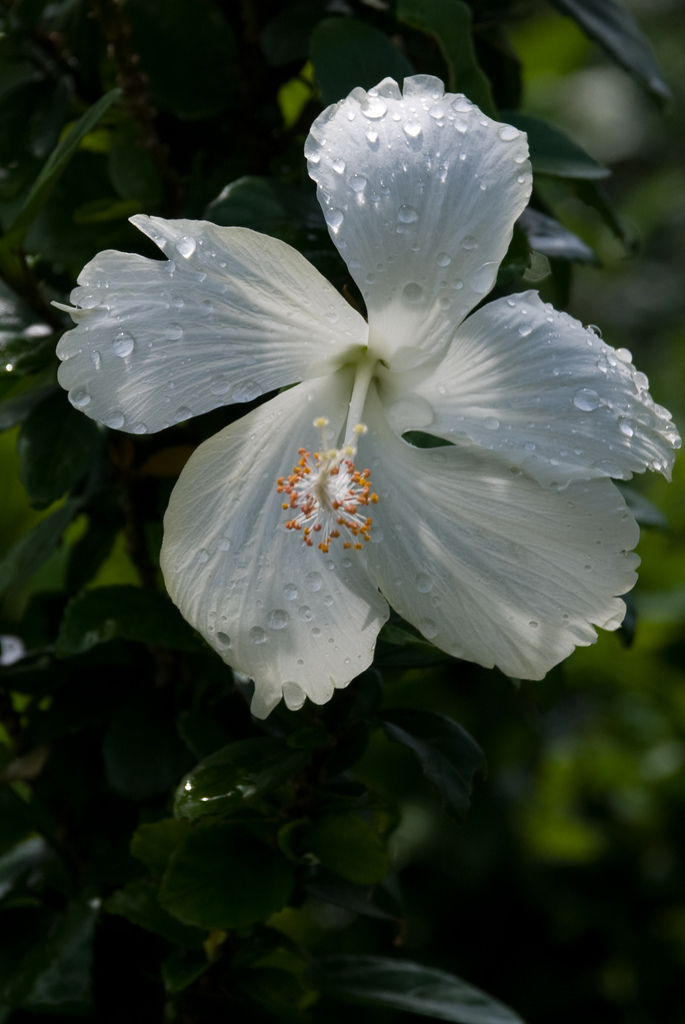 Hibiscus Hibiscus