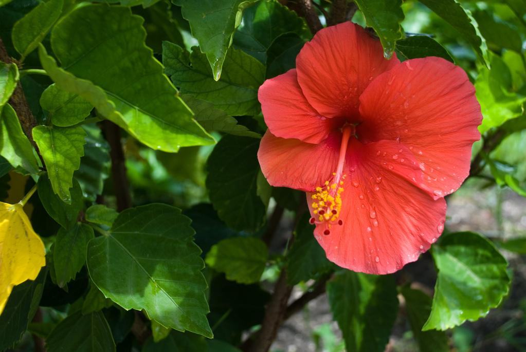 Hibiscus