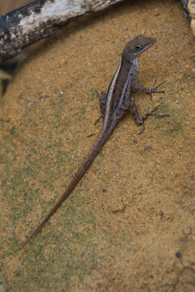 Lizard Lizard
