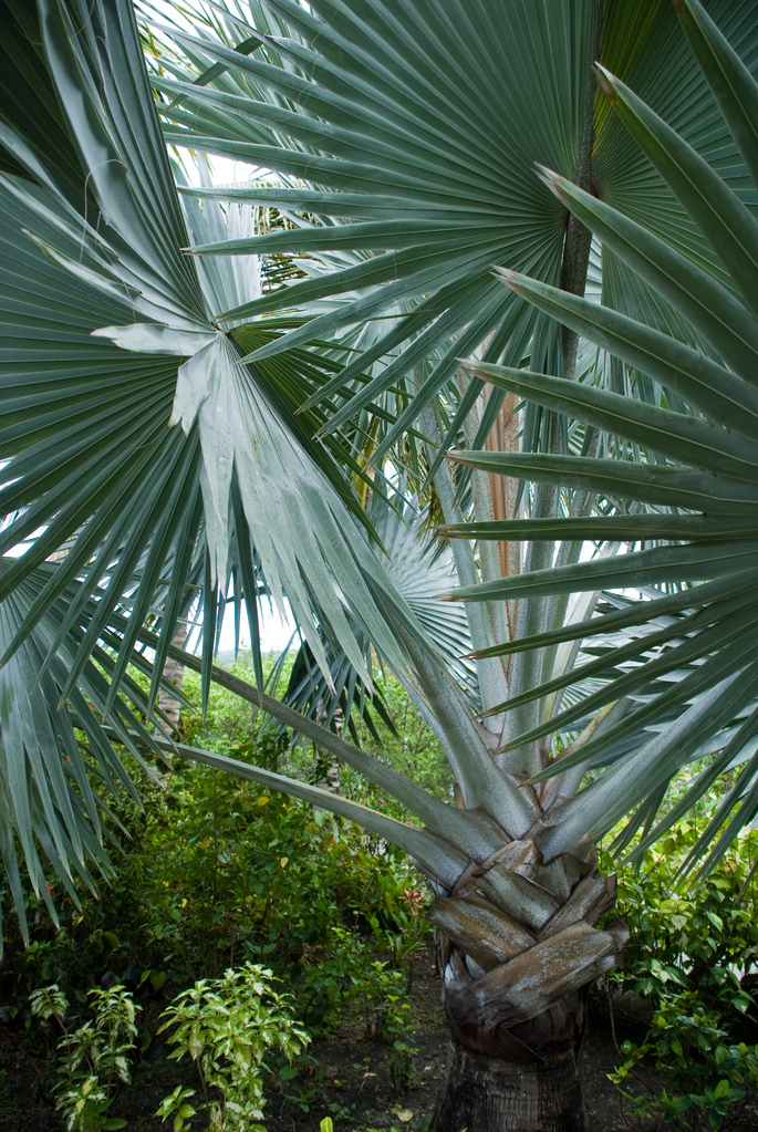 Palm Palm