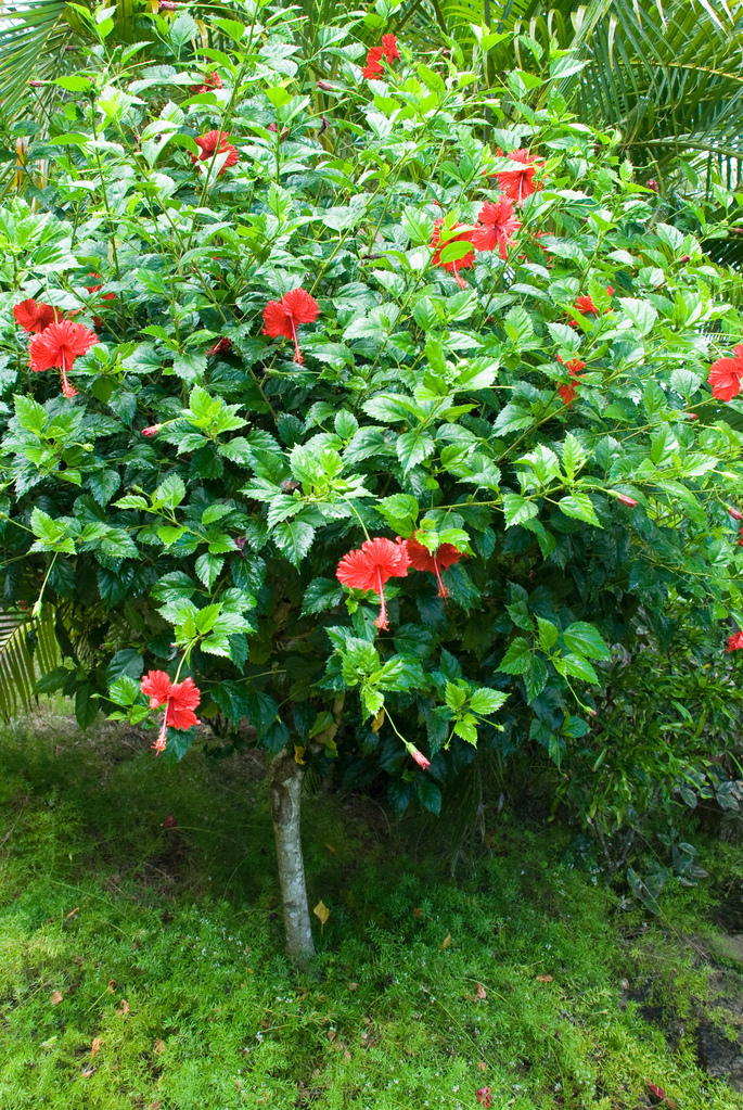 Hibiscus Hibiscus