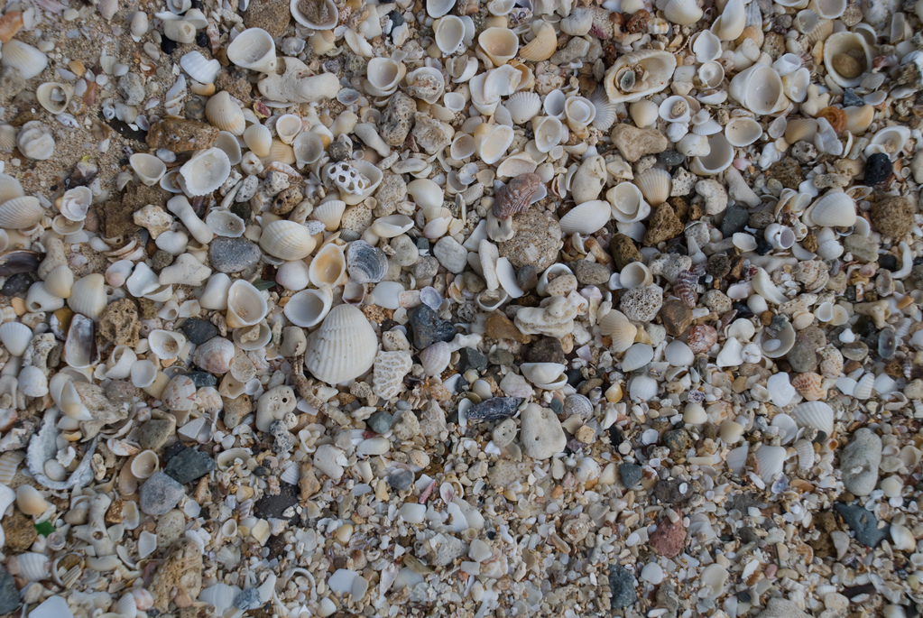 Sand and shells