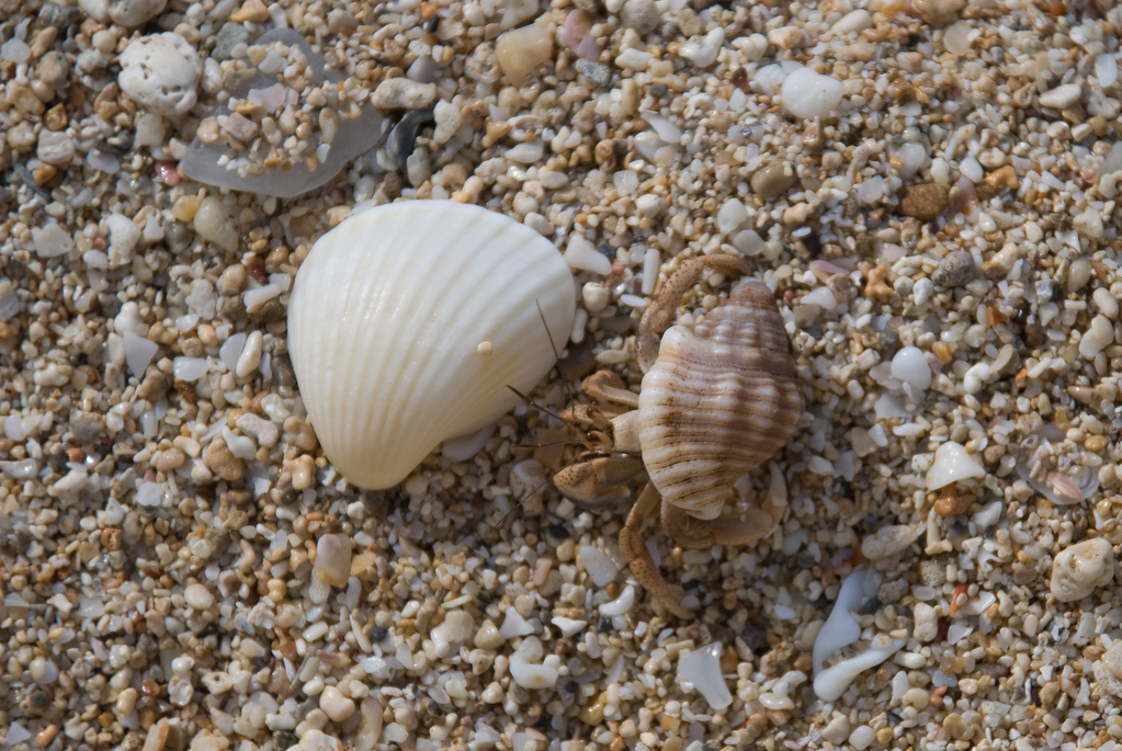 Hermit crab