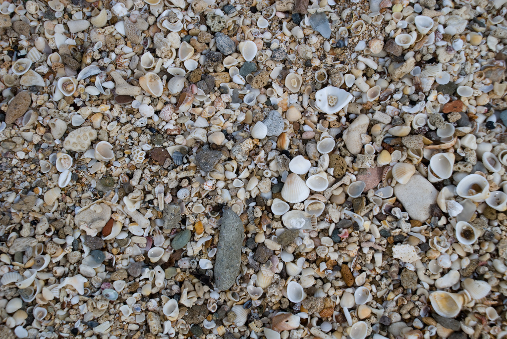 Sand and shells