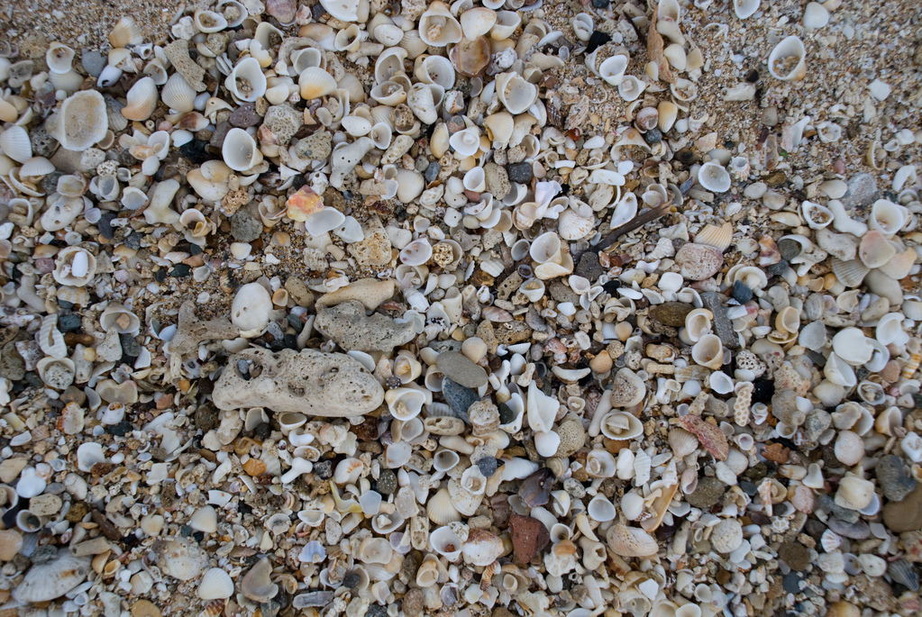 Sand and shells