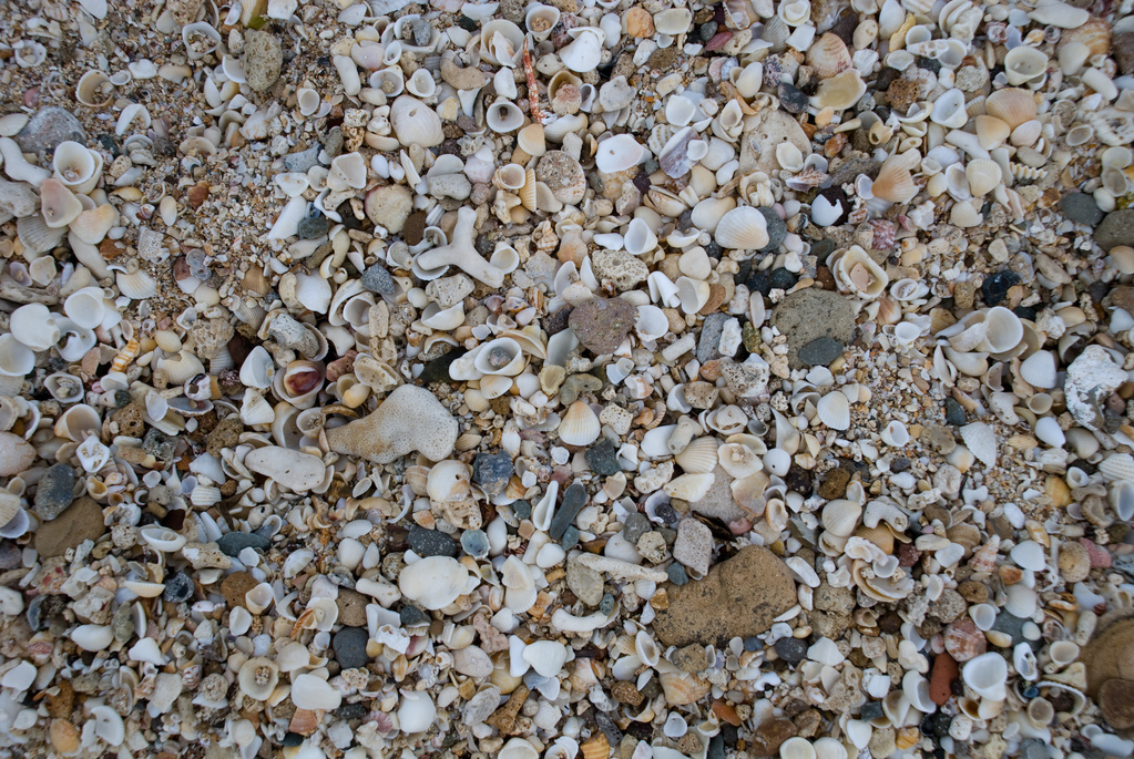 Sand and shells