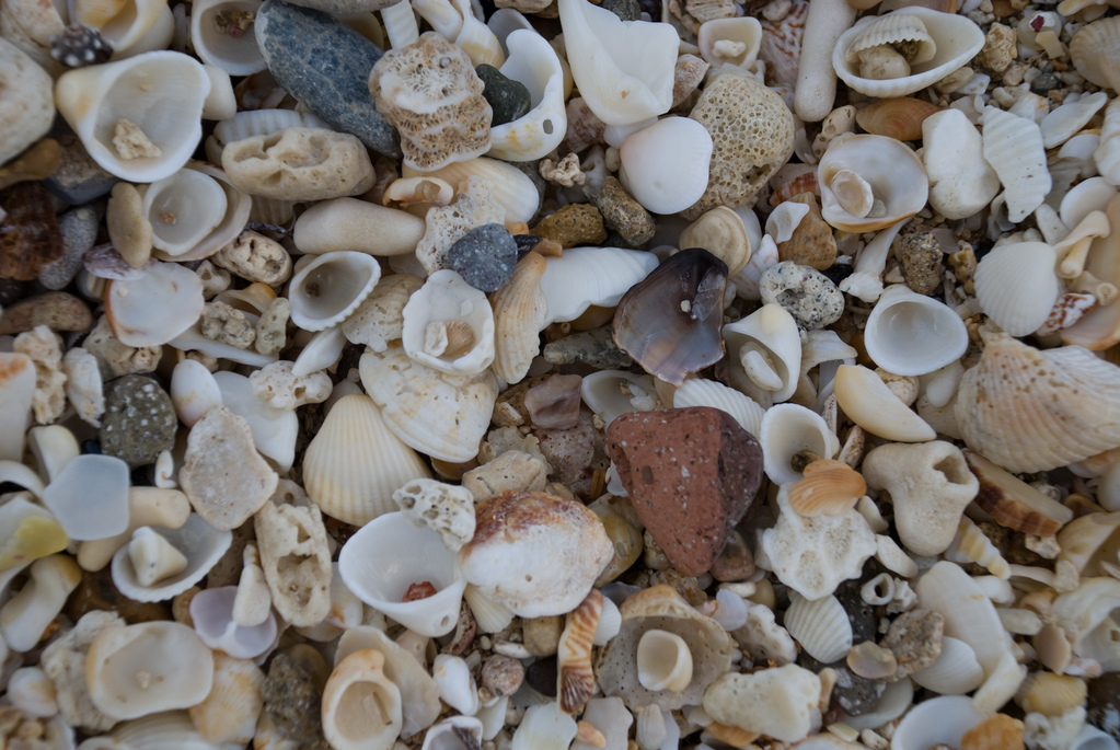 Sand and shells