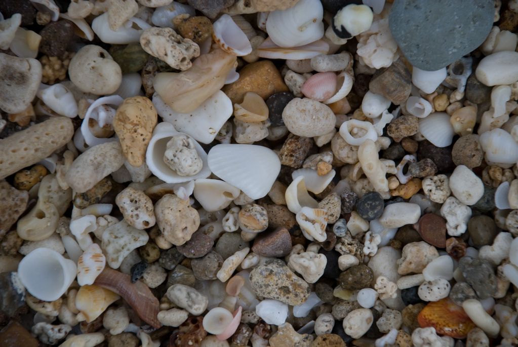 Sand and shells
