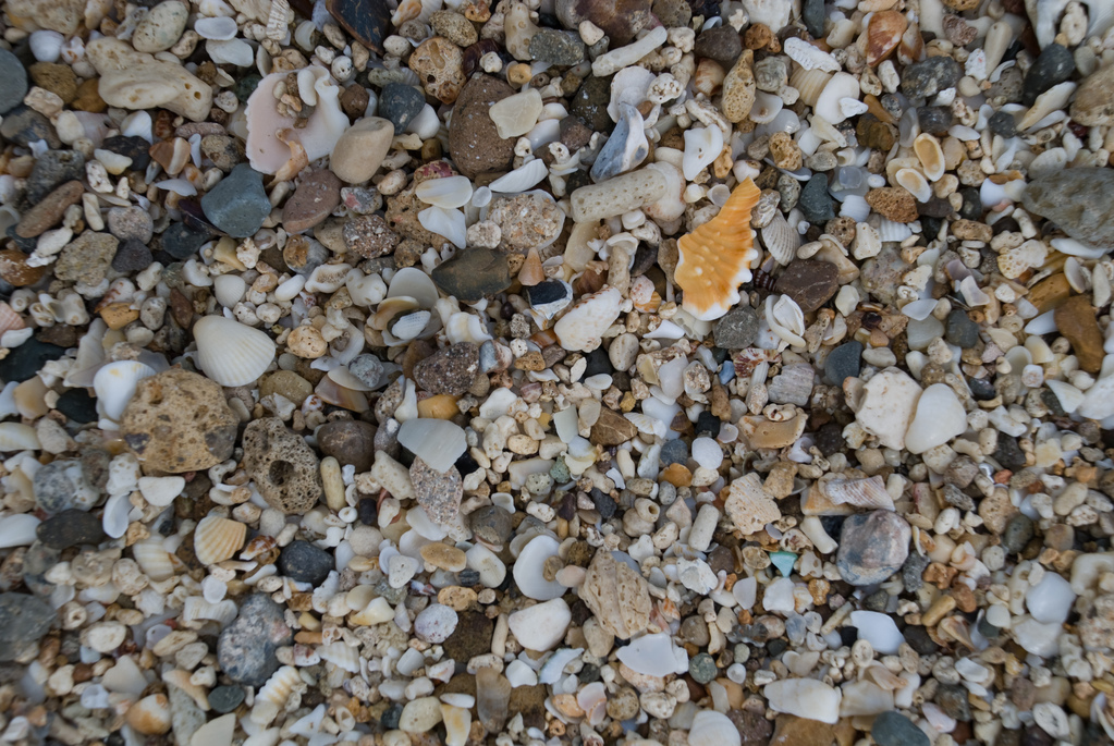 Sand and shells