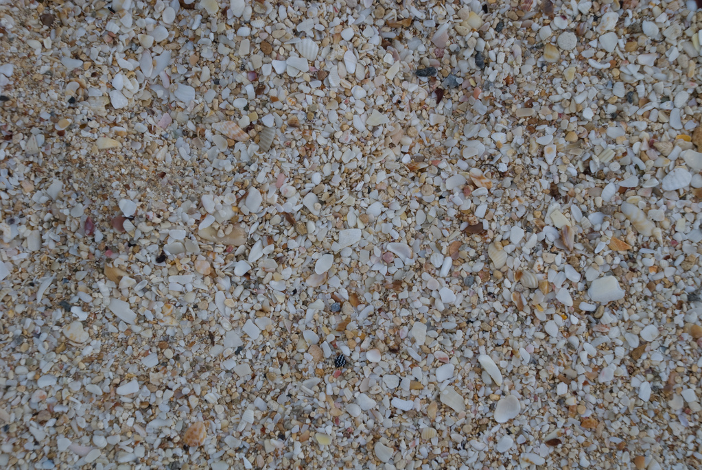 Sand and shells