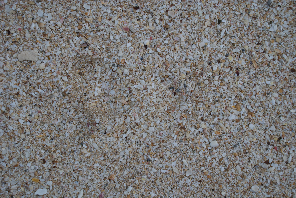 Sand and shells