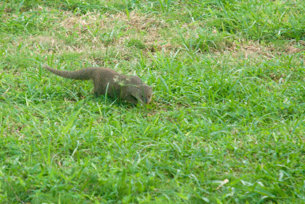 Mongoose