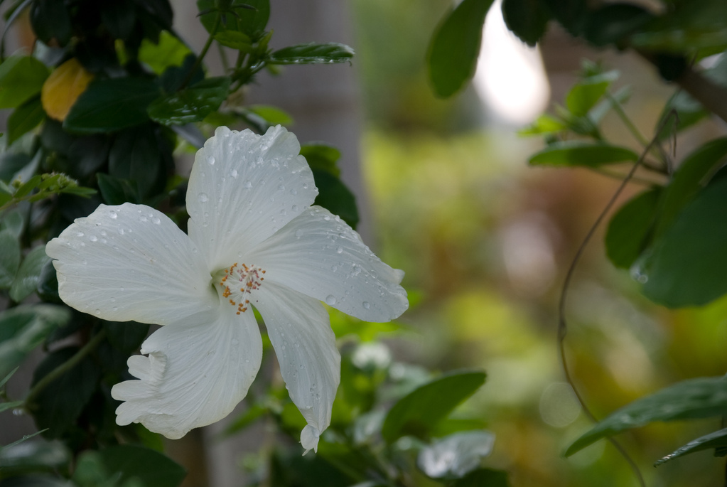 Hibiscus