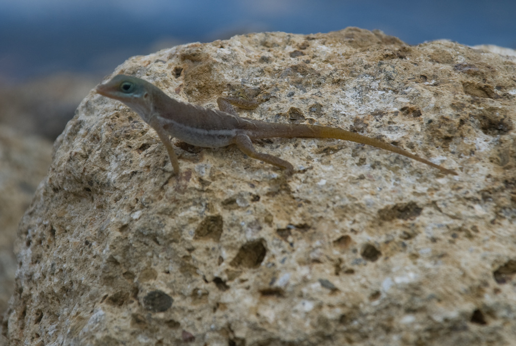 Lizard
