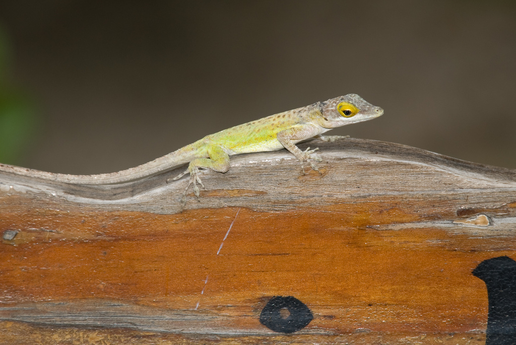 Lizard