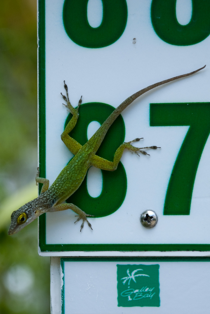 Lizard Lizard
