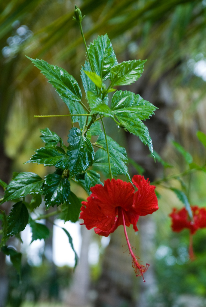 Hibiscus Hibiscus
