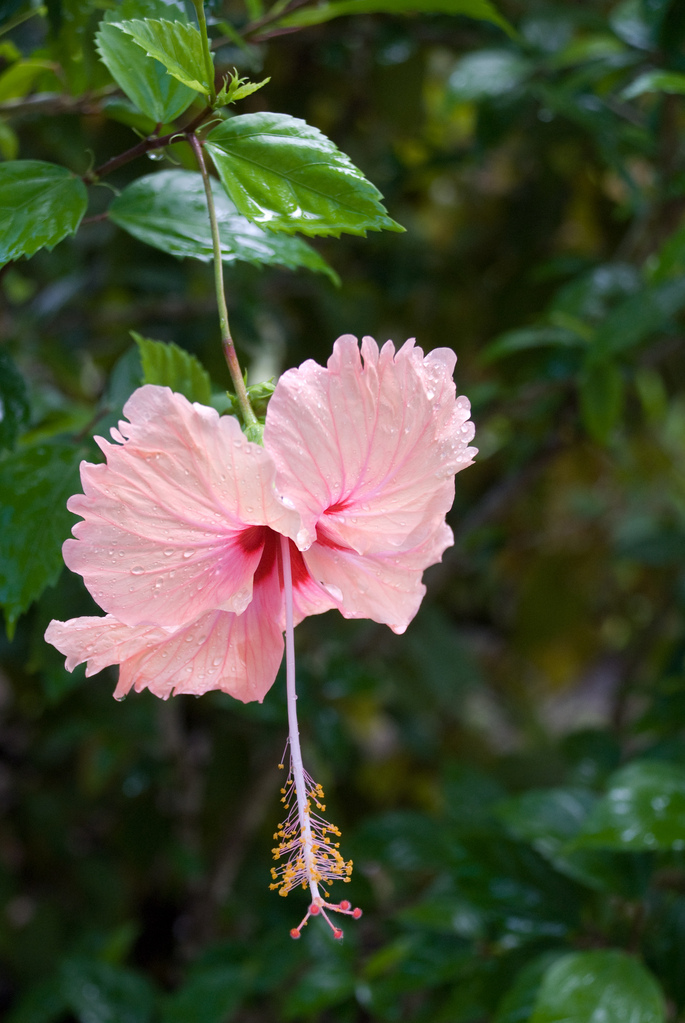 Hibiscus Hibiscus