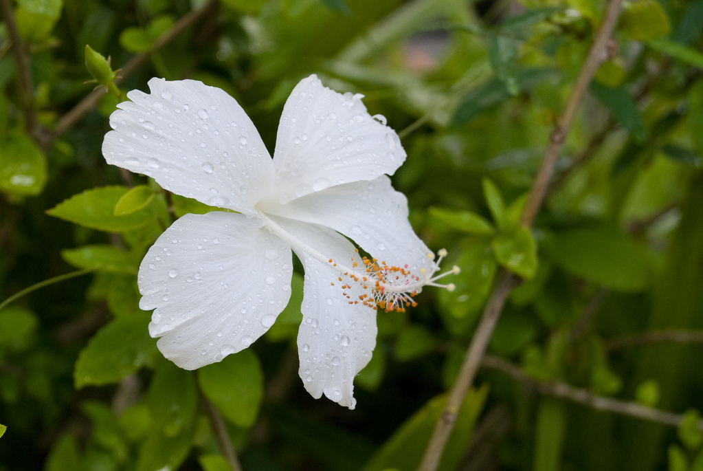 Hibiscus