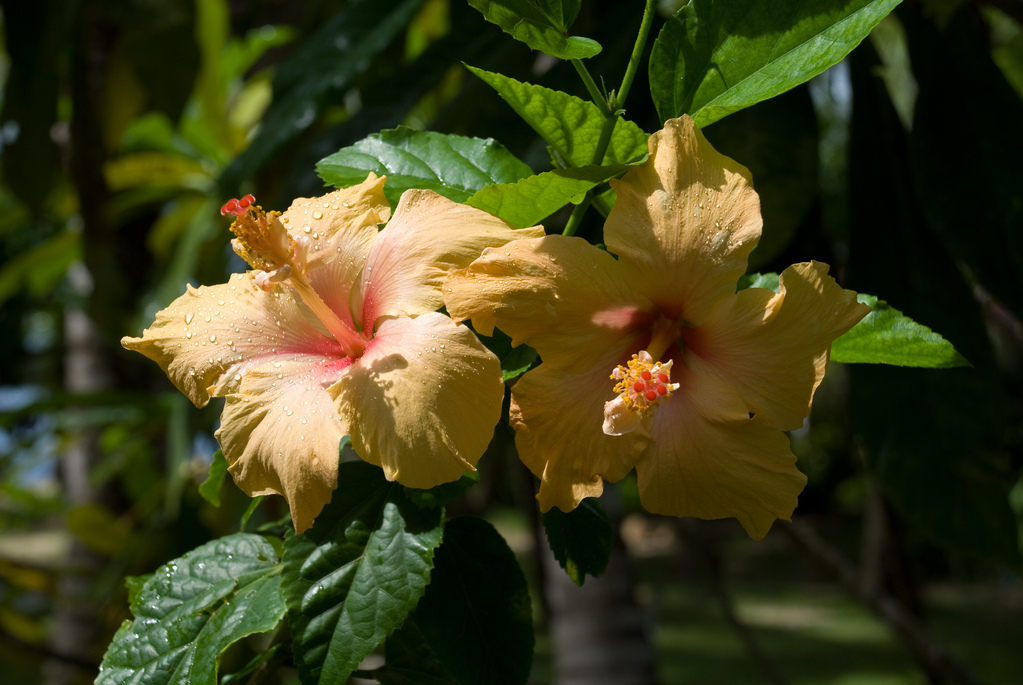 Hibiscus