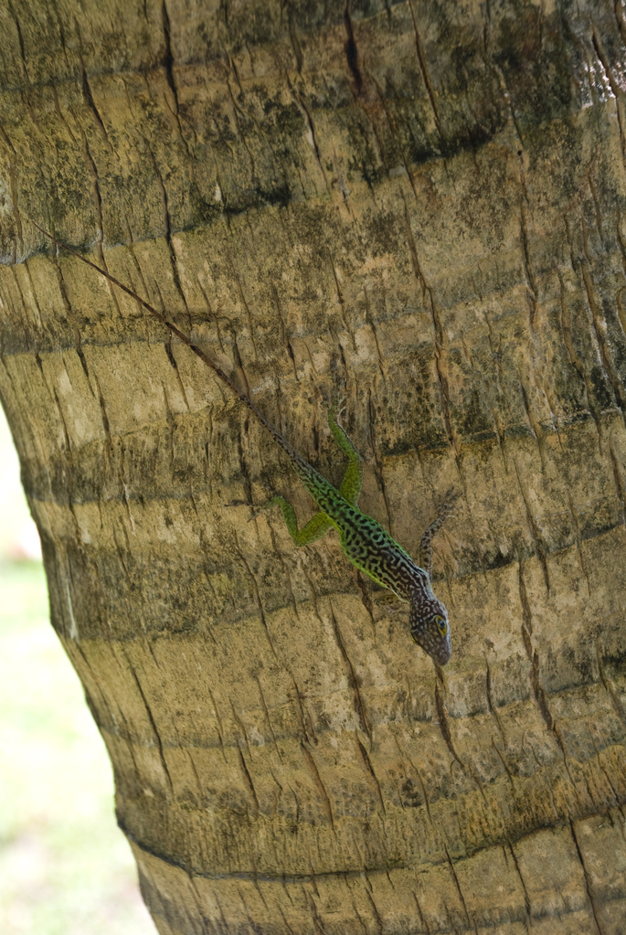 Lizard Lizard