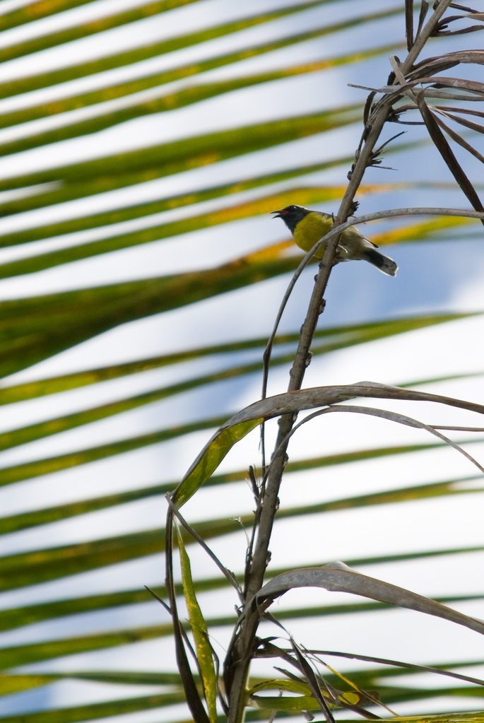 Yellow bird Yellow bird