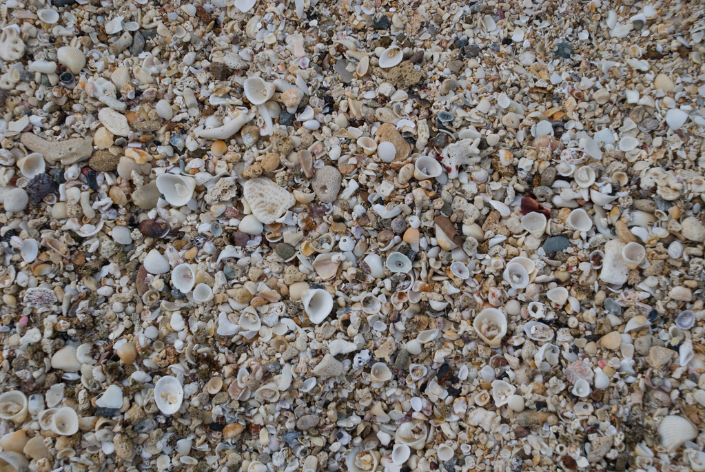Sand and shells