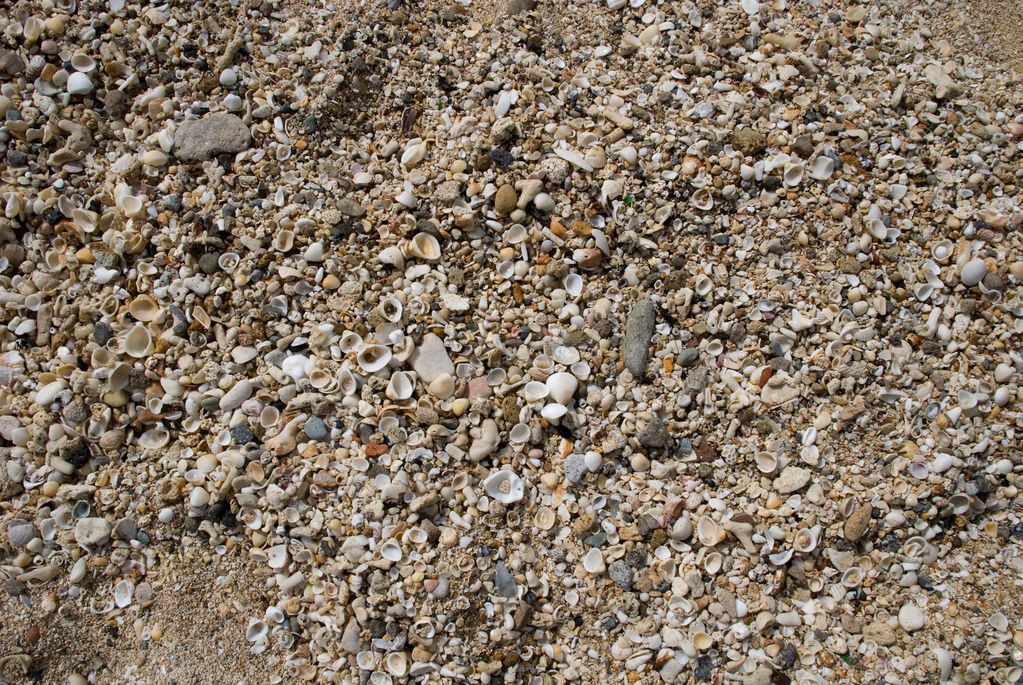 Sand and shells