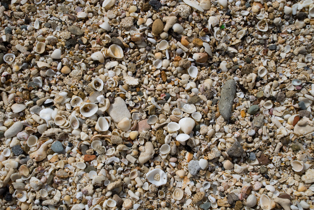 Sand and shells