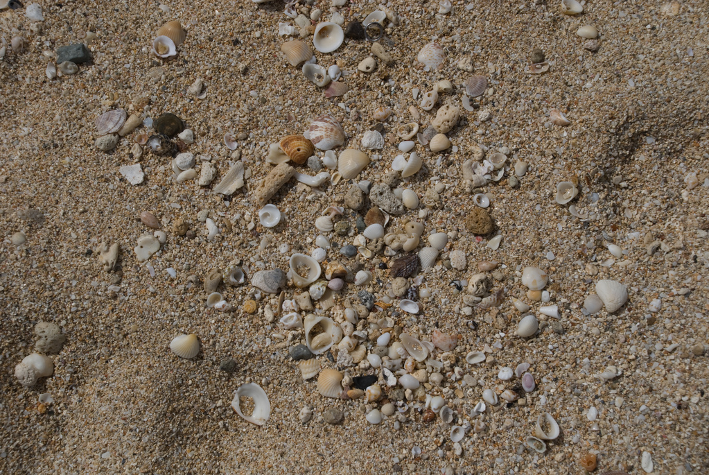Sand and shells