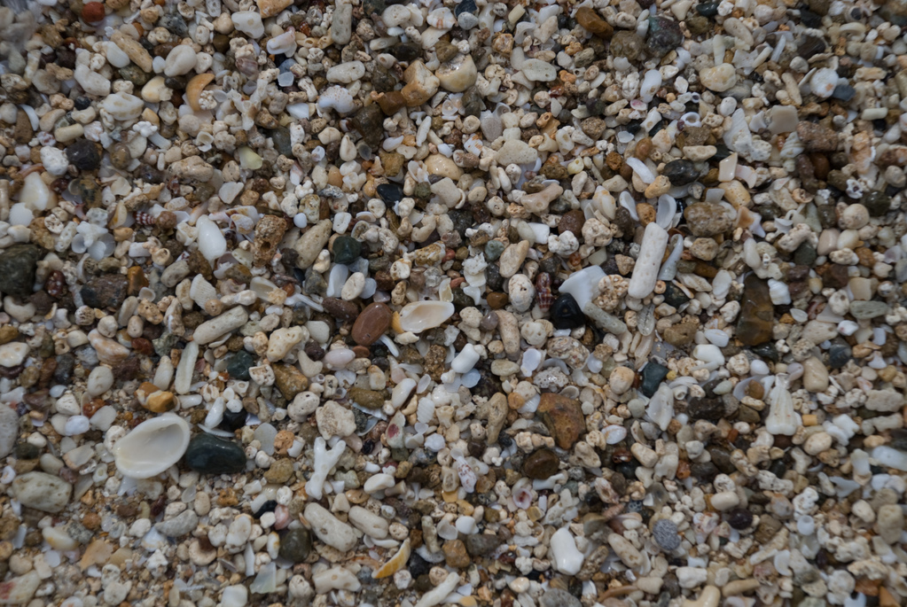 Sand and shells