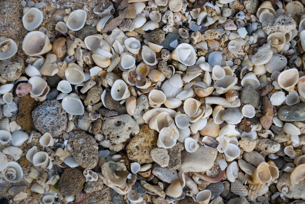 Sand and shells