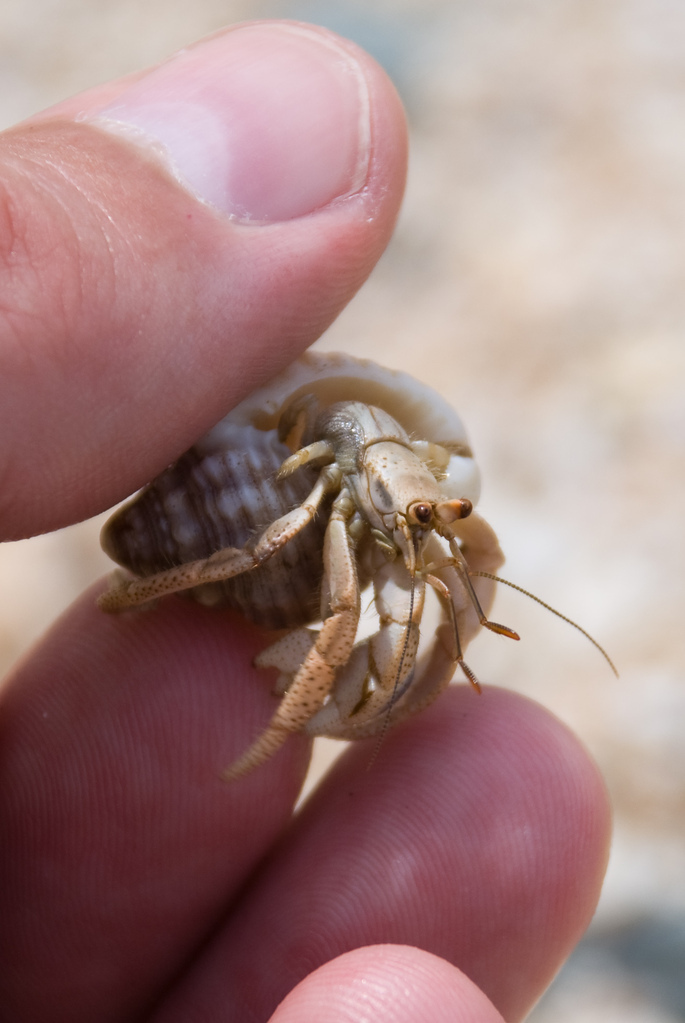 Hermit crab Hermit crab