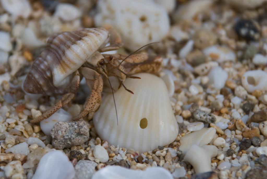 Hermit crab
