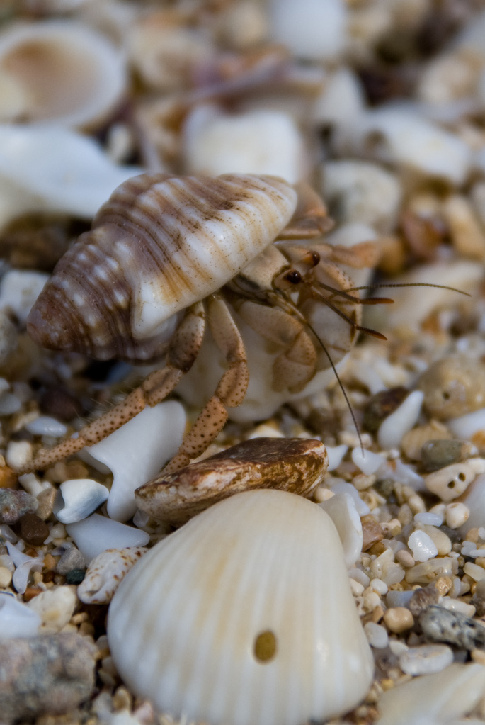 Hermit crab Hermit crab