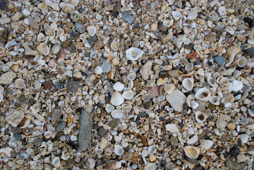 Sand and shells