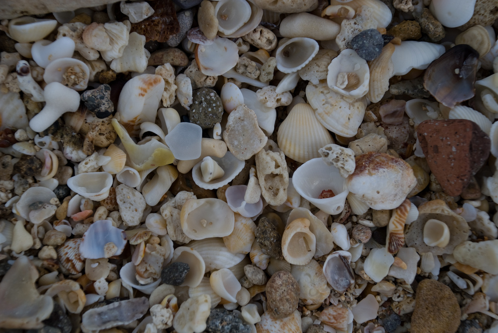 Sand and shells